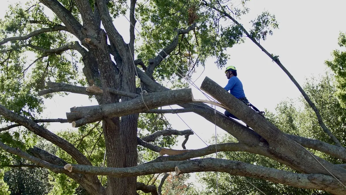 Professional Crown Thinning performed by certified arborists in Prattville