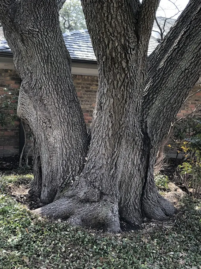 Mature heritage tree close to a Prattville property cared for by certified arborists